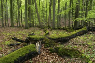 Old beech forest with dead wood in Jasmund National Park on Rügen, Sassnitz, Rügen,