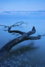 Fallen tree on the chalk coast in Jasmund National Park, Rügen, Sassnitz, Mecklenburg-Western