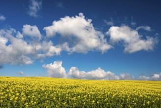 Rape field with blue sky and clouds, Rügen, Bergen, Mecklenburg-Western Pomerania, Germany