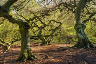 Süntel beech (Fagus sylvatica) in spring, Rügen, Lietzow, Mecklenburg-Vorpommern, Germany