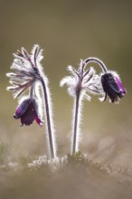 Meadow pasque flower (Pulsatilla pratensis), Rügen, Binz, Mecklenburg-Western Pomerania, Germany