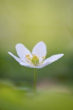Wood anemone (Anemone nemorosa), Rügen, Sassnitz, Lower Saxony, Germany