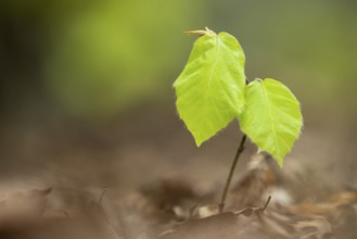 Buchenkeimling, Sassnitz, Rügen, Mecklenburg-Western Pomerania, Germany
