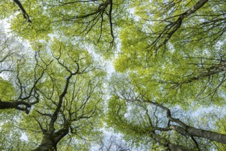 Treetop of a beech tree in Jasmund National Park on Rügen, Rügen, Sassnitz, Mecklenburg-Western