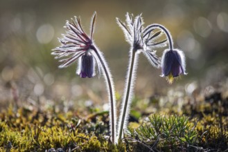 Meadow pasque flower (Pulsatilla pratensis), Rügen, Binz, Mecklenburg-Western Pomerania, Germany