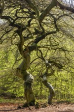 Süntel beech (Fagus sylvatica) in spring, Rügen, Lietzow, Mecklenburg-Vorpommern, Germany