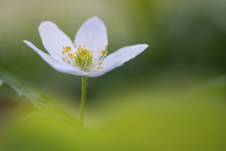 Wood anemone (Anemone nemorosa), Rügen, Sassnitz, Lower Saxony, Germany