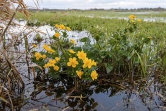 Yellow super marigolds (Caltha palustris) growing at the edge of a wet meadow, Dümmer nature park