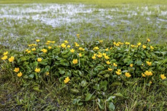 Yellow flowers of marsh marigolds (Caltha palustris) in front of a wide landscape panorama of the