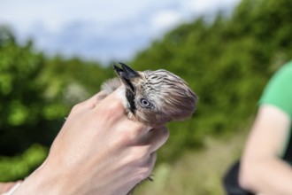 Eurasian jay (Garrulus glandarius) being held by a person, head collected as part of a survey