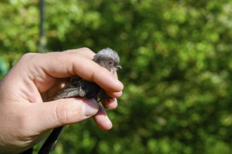 A long-tailed tit (Aegithalos caudatus) is carefully held in the hand, bird research, ringing,