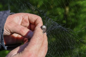 Hands carefully removing a long-tailed tit (Aegithalos caudatus) from a trapping net, bird