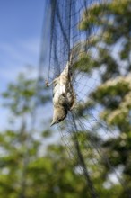 A female blackcap (Sylvia atricapilla) is caught upside down in a net, bird migration research,