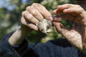 A female blackcap (Sylvia atricapilla) is released by hands from a net in the sunlight to be