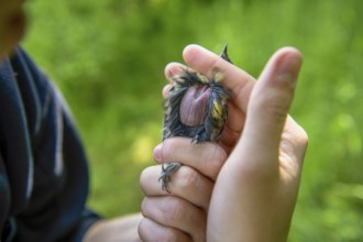 Close-up of a great tit (Parus major), young researcher checks breeding spot and nutritional status
