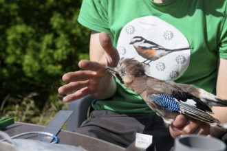 Eurasian jay (Garrulus glandarius) nipping a young scientist's hand during a survey during a