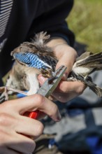 Eurasian Jay (Garrulus glandarius) being held by a person while being ringed with special tongs