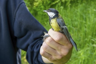A person holds a great tit (Parus major) in his hand in front of a green background, bird migration