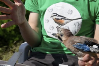 Eurasian Jay (Garrulus glandarius) being held by a person as part of a survey during a ringing