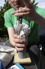 Person weighs a bird with a pipe on a scale, bird research, ringing, Münsterland, North