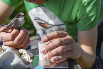 Close-up of a person examining a long-tailed tit (Aegithalos caudatus), bird research, ringing,