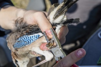 Eurasian Jay (Garrulus glandarius) being held by a person while being ringed with special tongs
