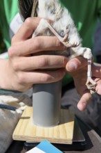 Bird leg with ring held on a scale, jay (Garrulus glandarius) from a ringing campaign, Münsterland,