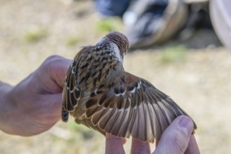 Hands holding a tree sparrow (Passer montanus) sparrow and spreading its wings to control it, bird