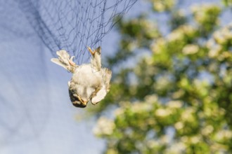 A bird hangs upside down in a net against the blue sky, Vogelzug Forschung, Münsterland, North