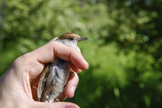 A female blackcap (Sylvia atricapilla) is carefully held by hands in front of a soft green
