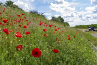 Ornithologists researchers sit at a table and evaluate data on scientific bird trapping, bird
