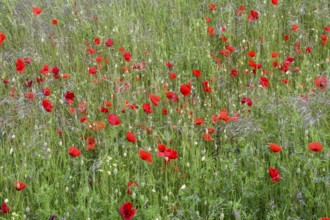 A lush field of red poppies (Papaver rhoeas) radiating a calm and idyllic atmosphere, Münsterland,