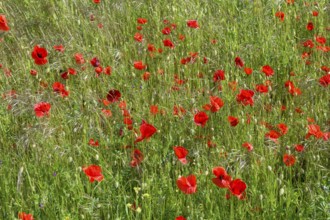 A flowering poppy field (Papaver rhoeas) with intense red flowers under a sunny sky, Münsterland,