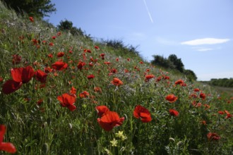 Bright red poppies (Papaver rhoeas) blooming in a green meadow under a blue sky, Münsterland, North