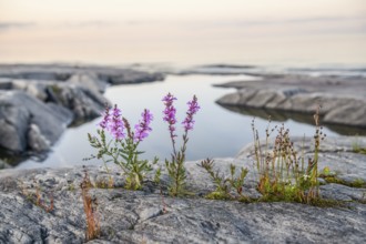 Purple loosestrife (Lythrum salicaria) growing between granite rocks on the shore of quiet Lake