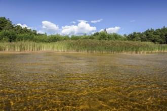 Clear water with visible lake bed surrounded by reeds, forests under bright skies on Lake Vänern,