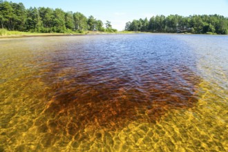 Clear water with visible lake bed, surrounded by forests under bright skies at Lake Vänern,
