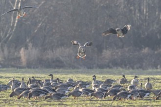 Bean geese (Anser fabalis), Emsland, Lower Saxony, Germany