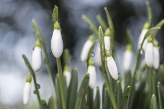 Snowdrop (Galanthus nivalis), Emsland, Lower Saxony, Germany