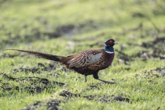 Hunting Pheasant (Phasianus colchicus), Emsland, Lower Saxony, Germany
