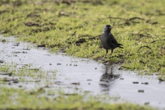 Jackdaw (Corvus monedula), Emsland, Lower Saxony, Germany