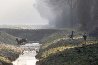 Roe deer (Capreolus capreolus) jumping over a ditch, Emsland, Lower Saxony, Germany