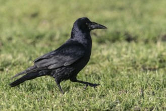Rook (Corvus frugilegus), Emsland, Lower Saxony, Germany