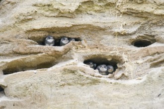 Sand martin (Riparia riparia) Juvenile chicks in a sand pit Sand excavation, Osnabrücker Land,