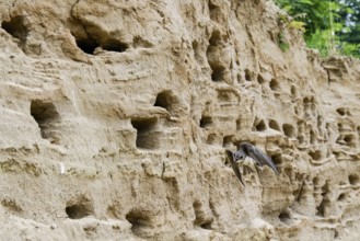 Sand martin (Riparia riparia) flying close to a sand pit Sand excavation, Osnabrücker Land, Lower