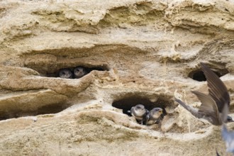 Sand martin (Riparia riparia) and chicks nesting in a sand pit Sand excavation, Osnabrücker Land,