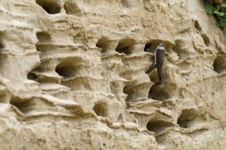 Sand martin (Riparia riparia) sitting in front of a nest in a sandy rock face, Osnabrücker Land,