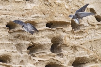 Sand martins (Riparia riparia) flying in front of a sand pit Sand excavation, Osnabrücker Land,