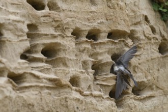 Sand martin (Riparia riparia) nesting in a sand pit Sand excavation, Osnabrücker Land, Lower