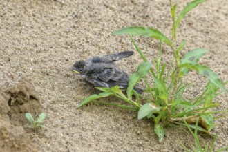 Sand martin (Riparia riparia) chick has fallen out of its nest and is lying helpless on the ground,